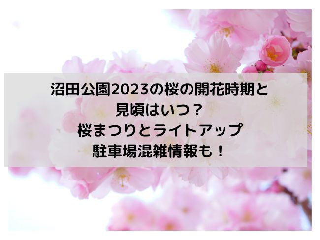 沼田公園桜2023