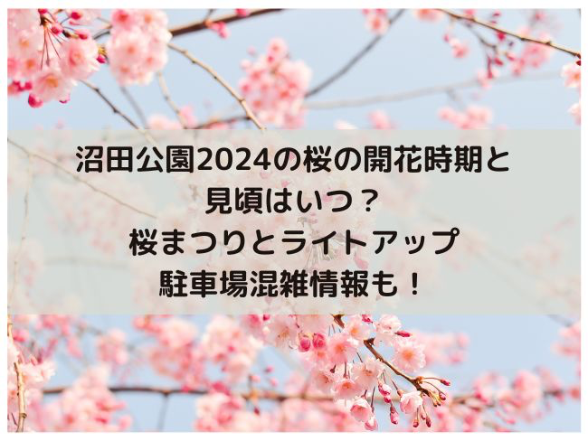 沼田公園　2024年　桜