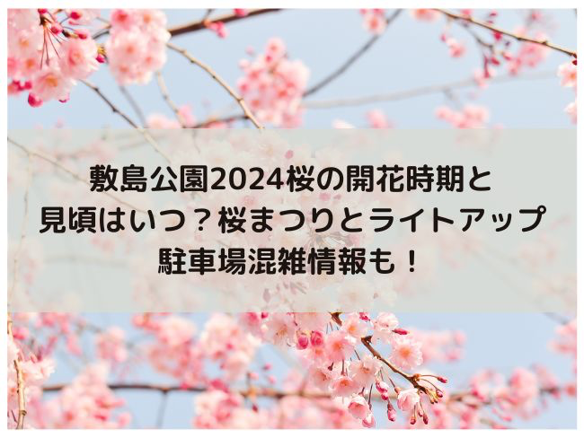 敷島公園　2024年　桜