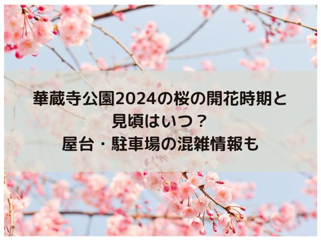 華蔵寺公園　2024年　桜