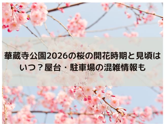 華蔵寺公園　2026 桜