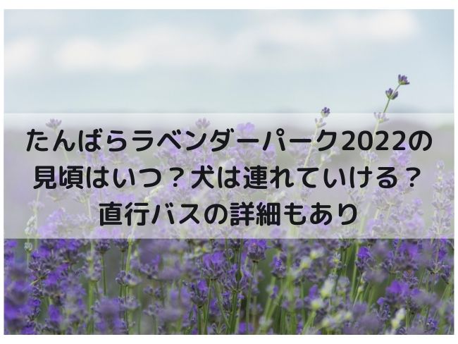 たんばらラベンダーパーク　沼田　2022　見頃