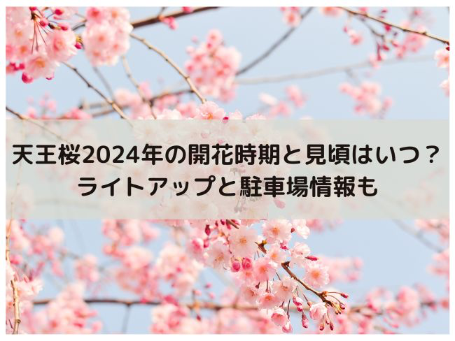 天王桜　2024年　桜